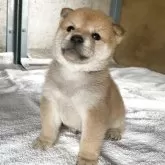 豆柴