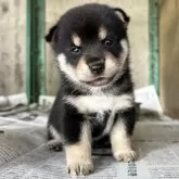 豆柴