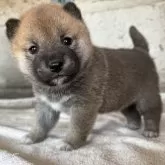 柴犬(標準サイズ)