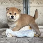 柴犬(標準サイズ)