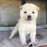 豆柴