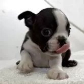 ボストンテリア
