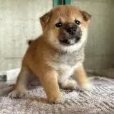 豆柴