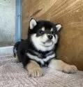 柴犬(標準サイズ)【群馬県・男の子・2025年1月14日・黒】の写真2