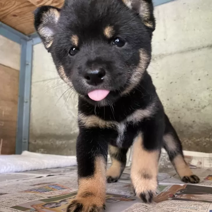 ID:2407-07067の子犬