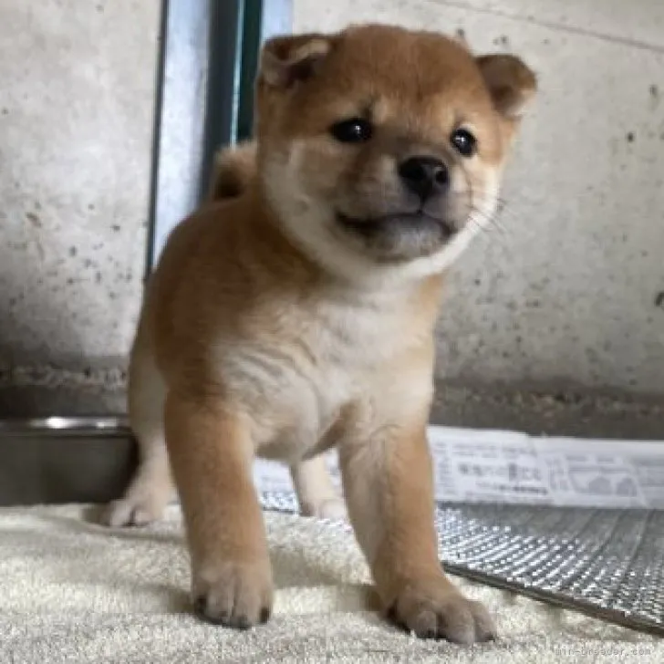 ID：2309-03166の子犬