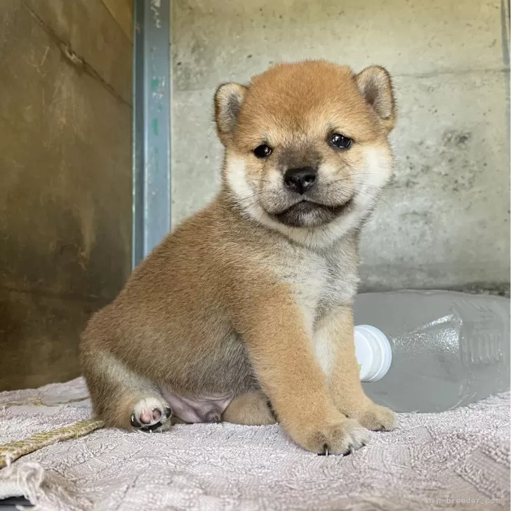 ID：2407-07066の子犬