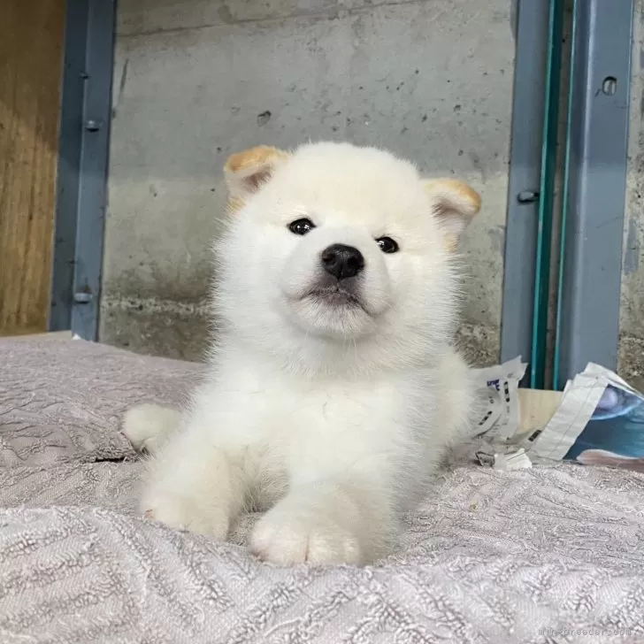 ID:2410-04563の子犬