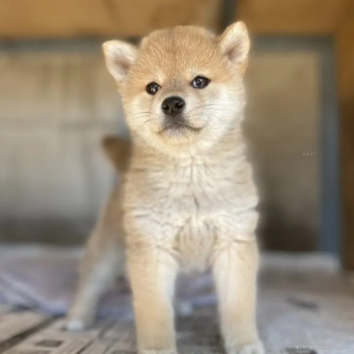 ID:2311-01476の子犬