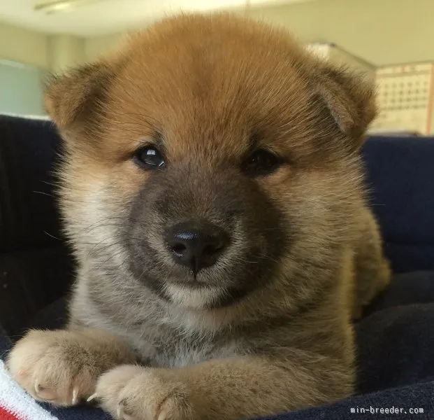 ID：1508-00214の子犬