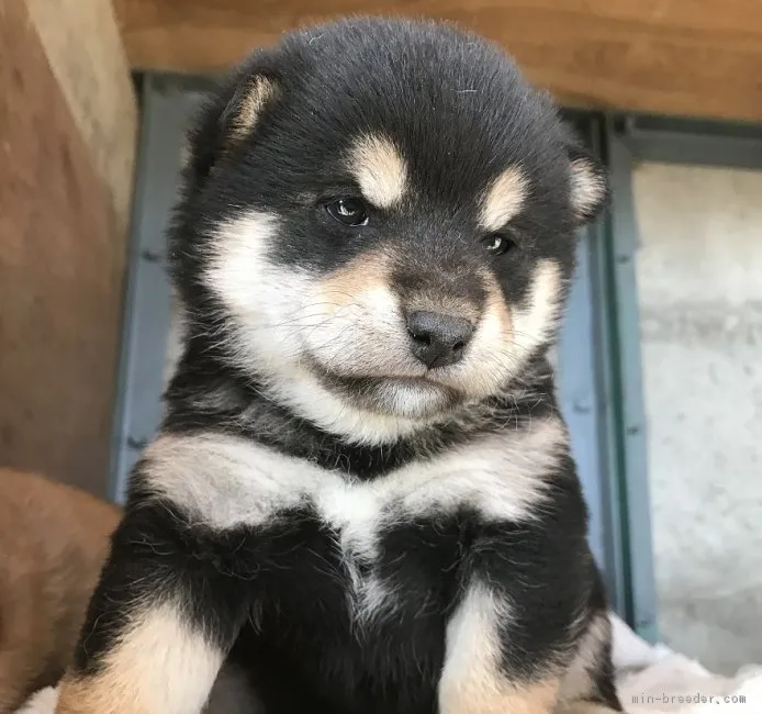 ID:1702-01785の子犬
