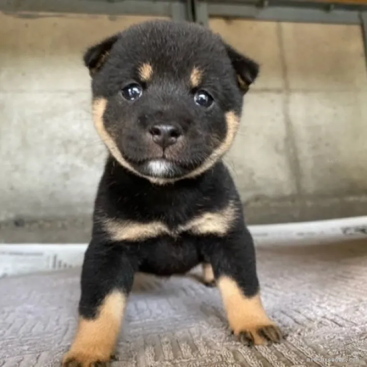 ID:2309-03168の子犬