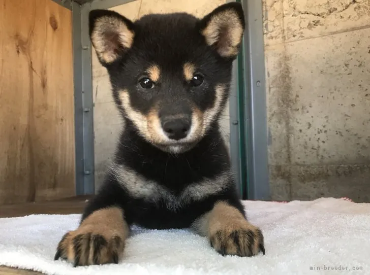 ID:1710-00518の子犬