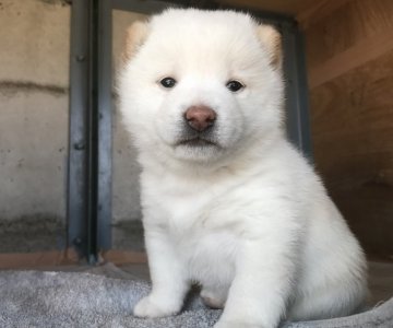 柴犬(豆柴)【群馬県・男の子・2017年2月3日・白】の写真「かわいい白豆柴の男の子☆」