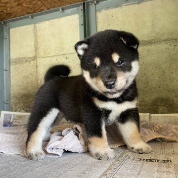 柴犬(豆柴)【群馬県・男の子・2024年7月13日・黒】の写真「愛嬌たっぷりの可愛い黒豆柴の男の子です☆」