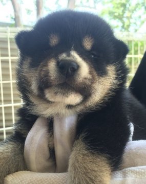 柴犬(標準サイズ)【群馬県・女の子・2015年6月8日・黒】の写真「姉妹の中で一番人懐っこい可愛い黒柴の女の子です♡」