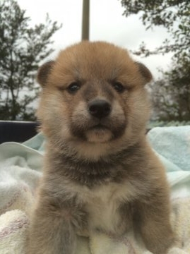 柴犬(標準サイズ)【群馬県・男の子・2015年10月17日・赤】の写真「まん丸お顔の赤柴の男の子☆」