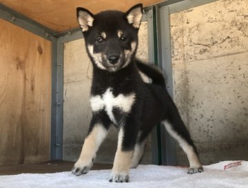 柴犬(標準サイズ)【群馬県・女の子・2017年7月17日・黒】の写真「かわいい黒柴の女の子☆」