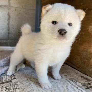 柴犬(標準サイズ)【群馬県・女の子・2023年10月2日・白】の写真「モコモコで可愛い白柴女の子☆」