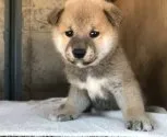 柴犬(標準サイズ)【群馬県・女の子・2017年8月10日・赤】の写真1