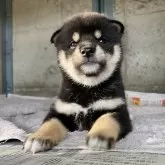 柴犬(標準サイズ)【群馬県・女の子・2024年8月10日・黒】の写真1
