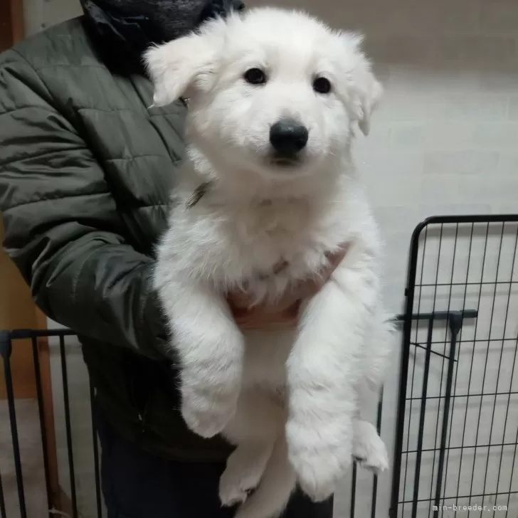 ID：2504-03922の子犬