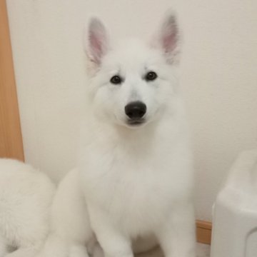 ホワイト・スイス・シェパード・ドッグ【岐阜県・男の子・2024年11月14日・白】の写真「ふわふわの被毛とお目々がくりっとしてる男の子」