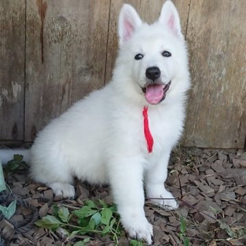 ホワイト・スイス・シェパード・ドッグ【岐阜県・女の子・2019年7月10日・白】の写真「真っ白な可愛い子」