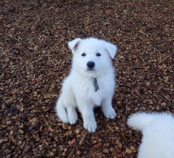 ホワイト・スイス・シェパード・ドッグ【岐阜県・男の子・2017年1月29日・白】の写真「お目目がクリっとしていて可愛らしい子です♬」