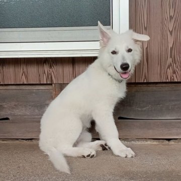 ホワイト・スイス・シェパード・ドッグ【岐阜県・女の子・2023年4月29日・ホワイト】の写真「笑顔が可愛い女の子♪」