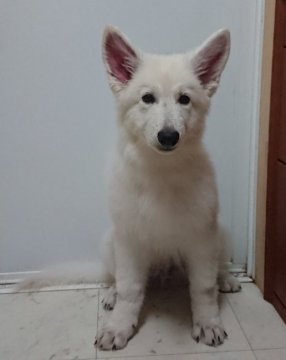 ホワイト・スイス・シェパード・ドッグ【岐阜県・男の子・2019年7月10日・白】の写真「穏やかな優しい子に育ってます」