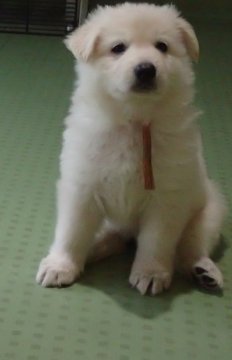 ホワイト・シェパード【岐阜県・女の子・2018年8月3日・白】の写真「物怖じしない明るい子」