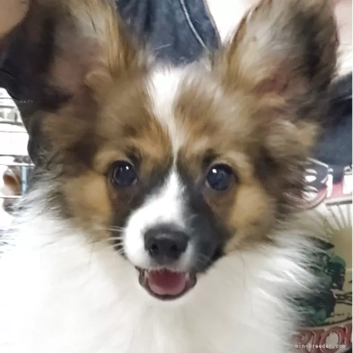 ID：2506-04005の子犬