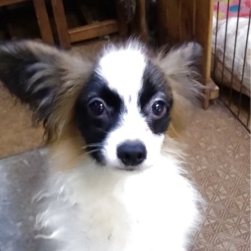 パピヨン【大阪府・男の子・2025年6月12日・白茶】の写真「小さな可愛い男の子です。」