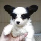 パピヨン