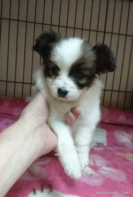 ID：1806-00217の子犬
