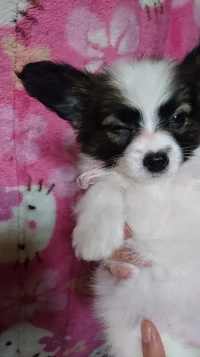 ID:1604-01513の子犬