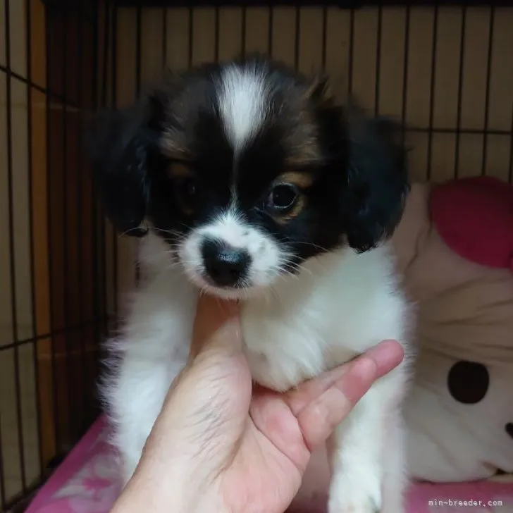 ID：2308-06204の子犬