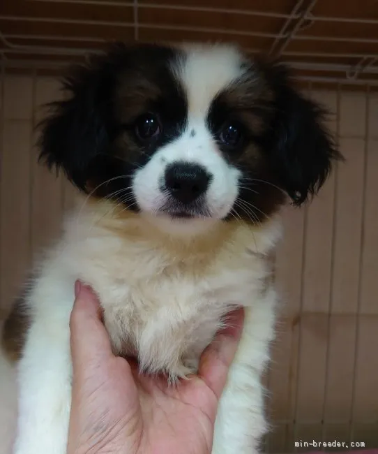 ID:2009-01087の子犬