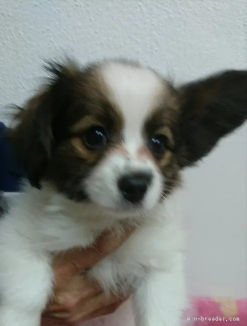 ID：1611-01131の子犬