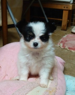 パピヨン【大阪府・女の子・2019年12月21日・トライカラー】の写真「元気な女の子です」