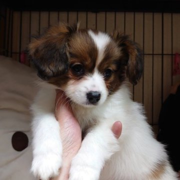 パピヨン【大阪府・女の子・2023年1月23日・白茶】の写真「元気な女の子です。」