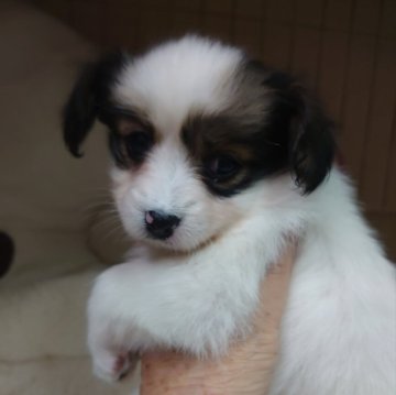 パピヨン【大阪府・女の子・2024年2月7日・白茶】の写真「可愛い女の子です。」