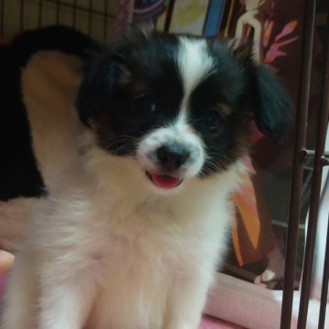 パピヨン【大阪府・女の子・2023年7月3日・白茶】の写真「可愛い女の子です。」