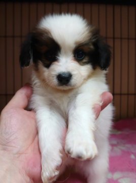 パピヨン【大阪府・女の子・2020年2月25日・白茶】の写真「可愛い女の子です」