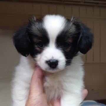 パピヨン【大阪府・男の子・2024年2月7日・白茶】の写真「元気な男の子です。」