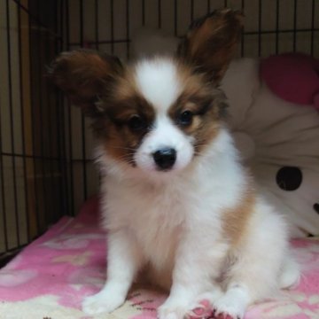 パピヨン【大阪府・男の子・2023年8月22日・白茶】の写真「元気な男の子です。」