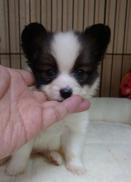 パピヨン【大阪府・男の子・2019年10月27日・白茶】の写真「可愛い男の子です。」