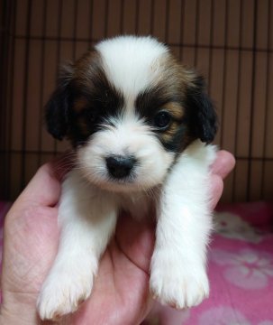 パピヨン【大阪府・女の子・2020年2月25日・白茶】の写真「可愛い女の子です」