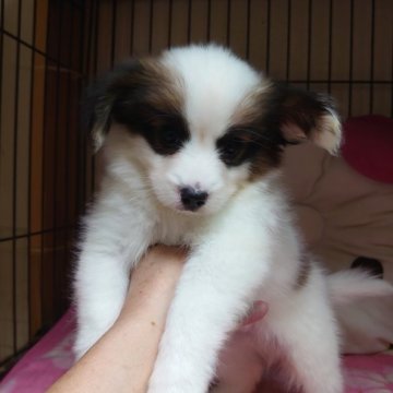 パピヨン【大阪府・男の子・2023年3月24日・白茶】の写真「可愛い男の子です。」